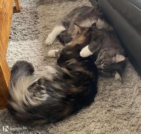 Sully et Shester (Maine Coon)