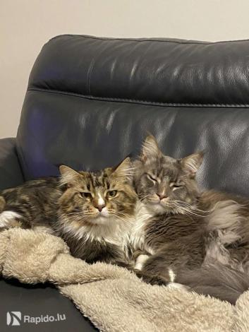 Sully et Shester (Maine Coon)